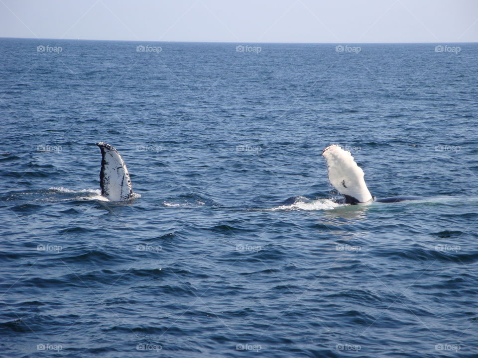 Whale fins in the sea