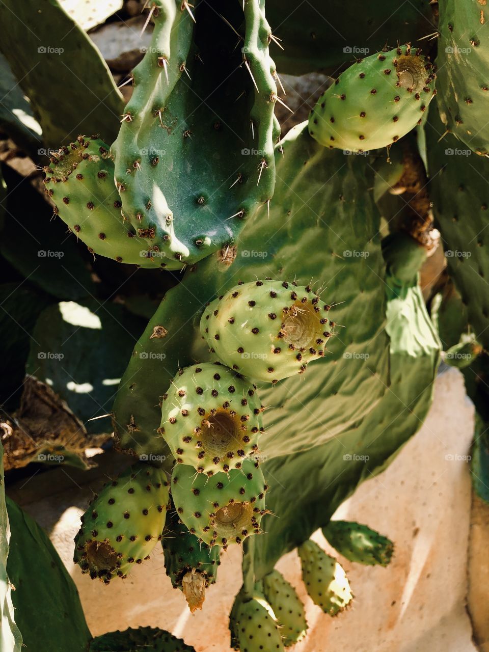 This photo is taken this morning, it shows the Maltese prickly pears growths in process, yet green soon to be colourful and delicious yum! While walking in the country side, so quiet -lovely