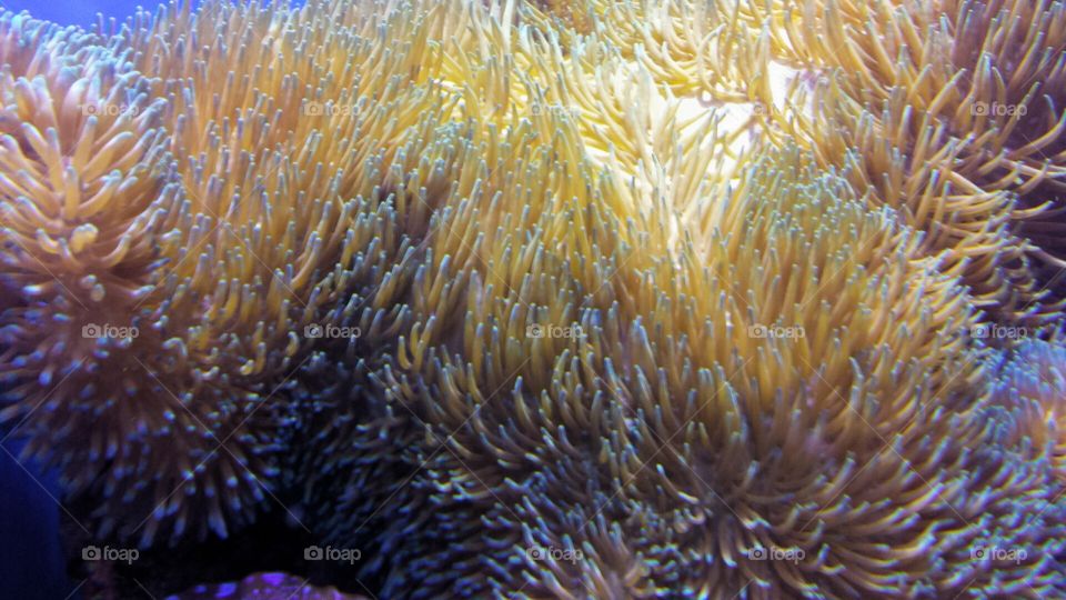 bright yellow anemone