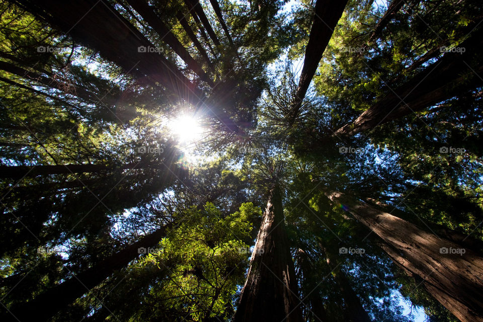 Low angle view of trees