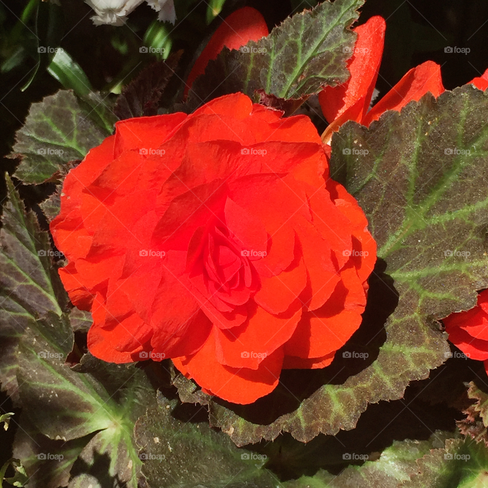 "Nonstop Mocca Deep Orange" tuberous begonia 