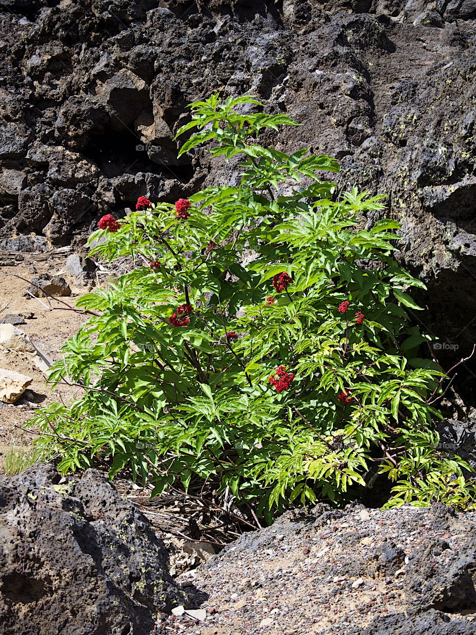Bright red Elderberries bursting from green leaves in the hardened lava fields high in Oregon’s Cascade Mountains on a summer day.