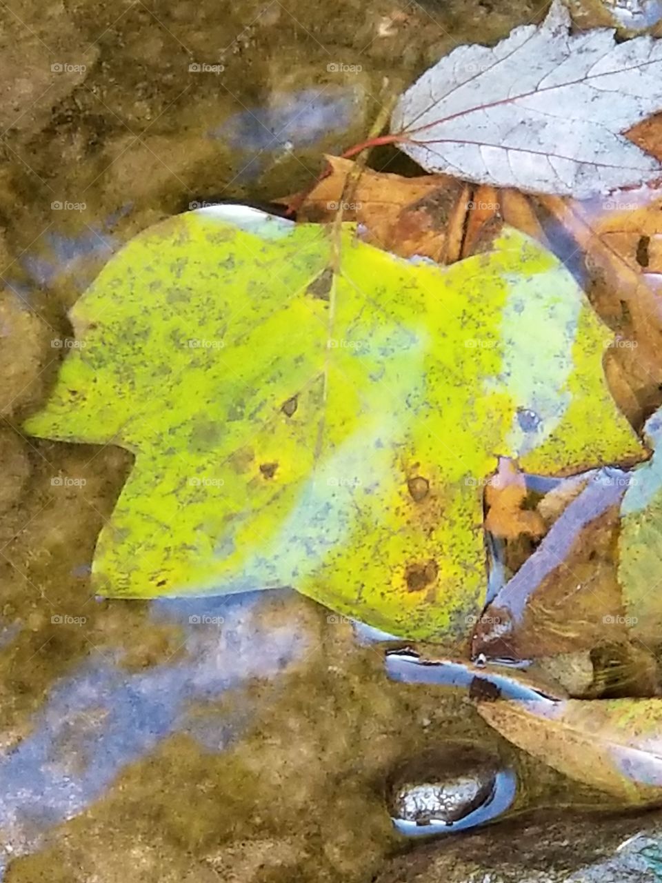 fall leaf in the stream