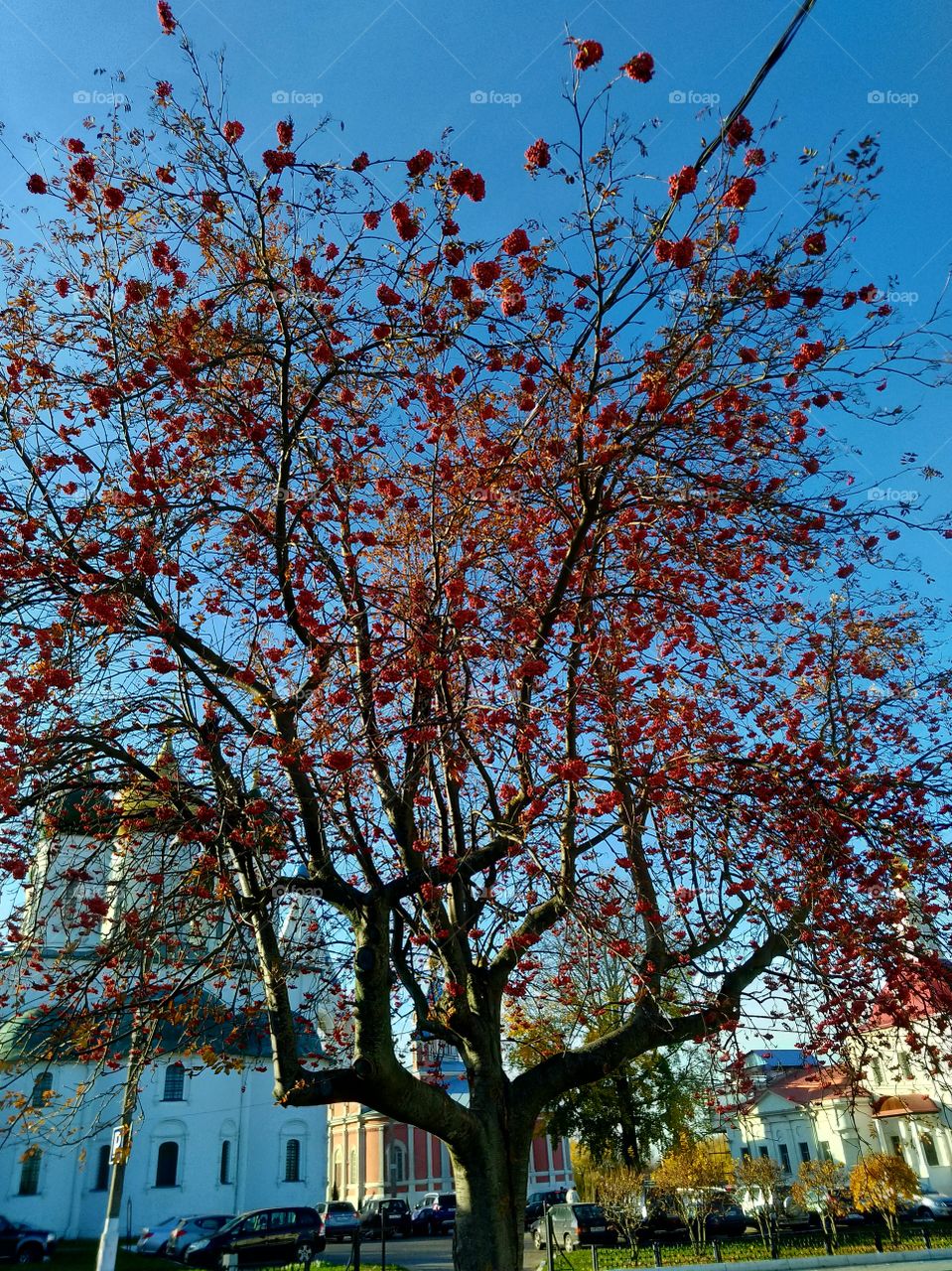 Large Rowan Tree