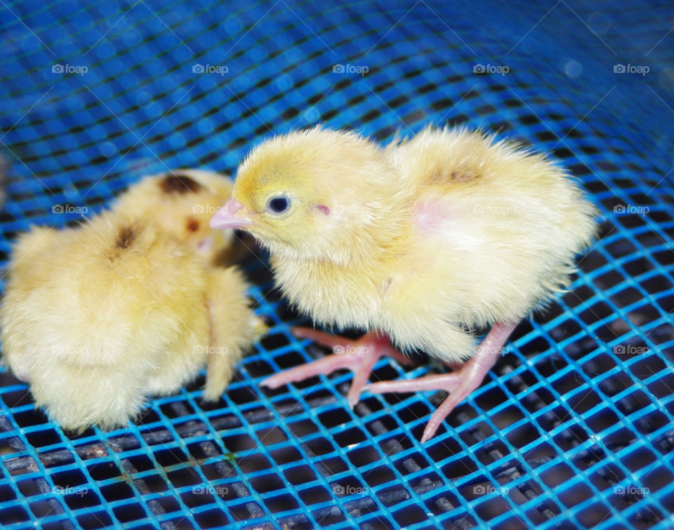 Close-up of a baby chickens