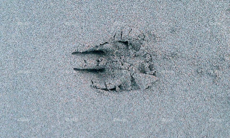 Foot Print in the Sand