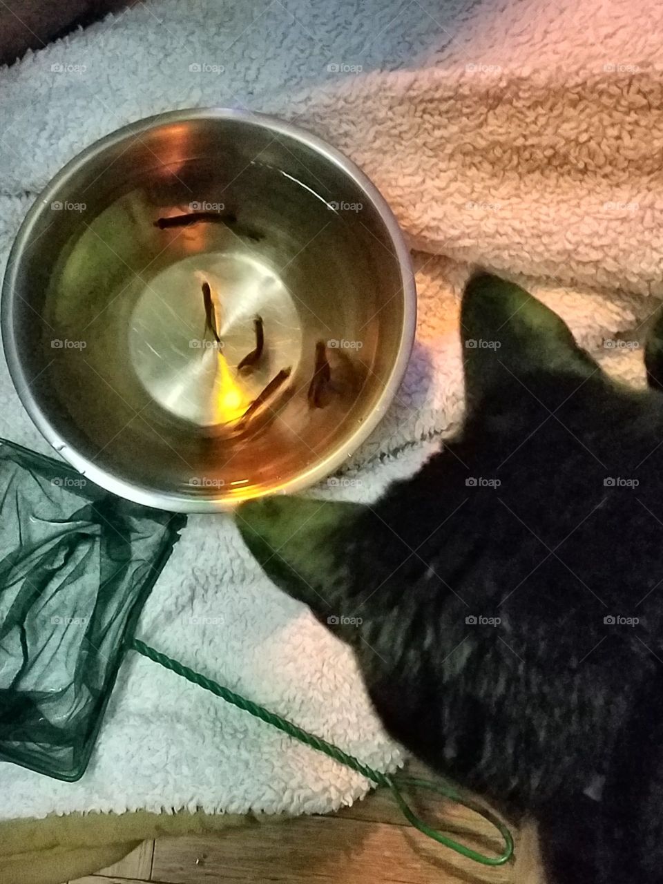 Cat watching bowl of fish ready to go into fishtank, net & towel.