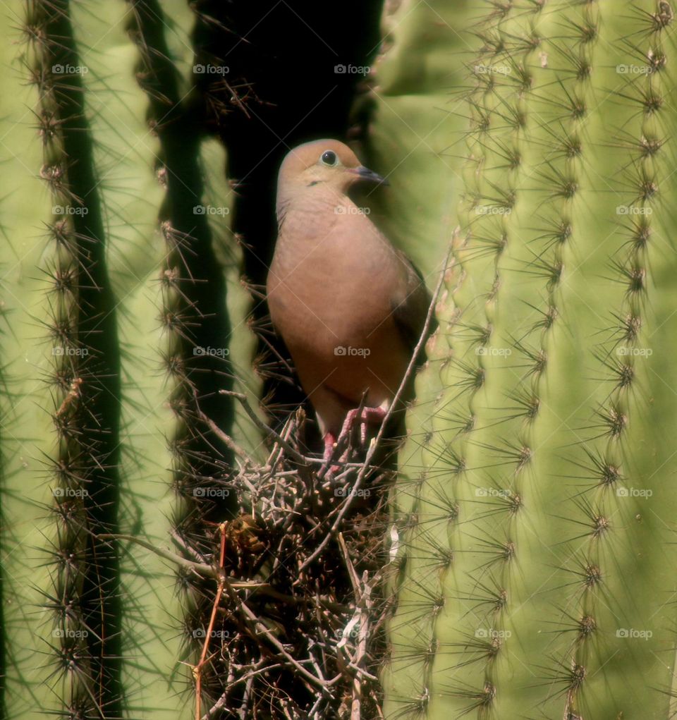 Dove Building Nest on Cactus