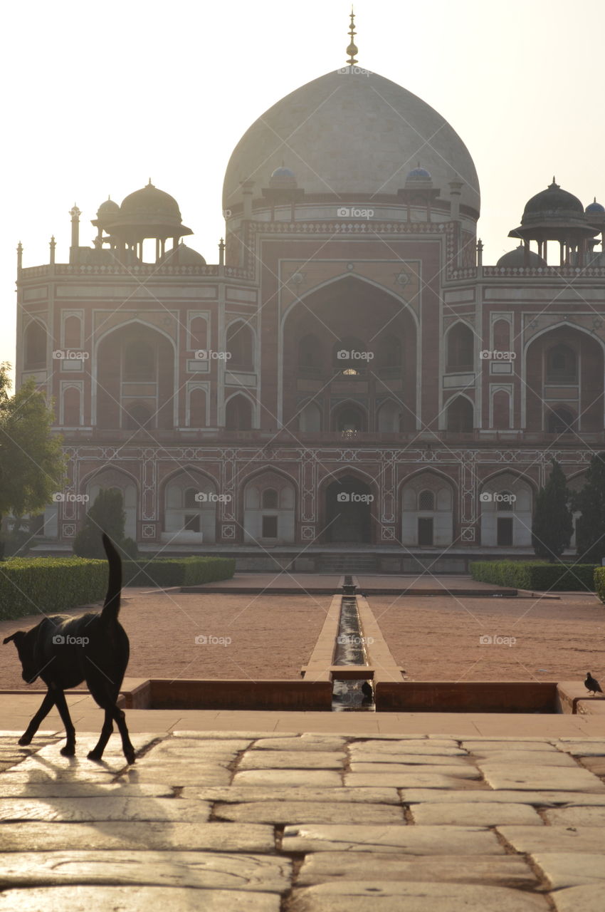 Delhi India street Dog in front of Humayun’s Tomb