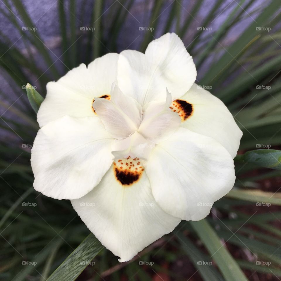 🌼#Flores do nosso #jardim, para alegrar e embelezar nosso dia!
#Jardinagem é nosso #hobby.
🌹
#flor #flowers #flower #pétalas #garden #natureza #nature #flora