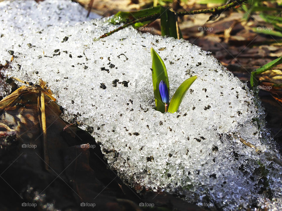 Blue snowdrop growing up from the snow in spring forest 