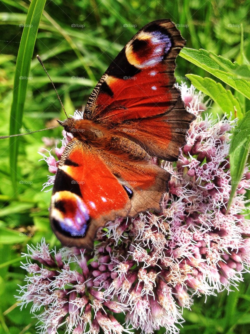 Beautiful Butterfly on flower