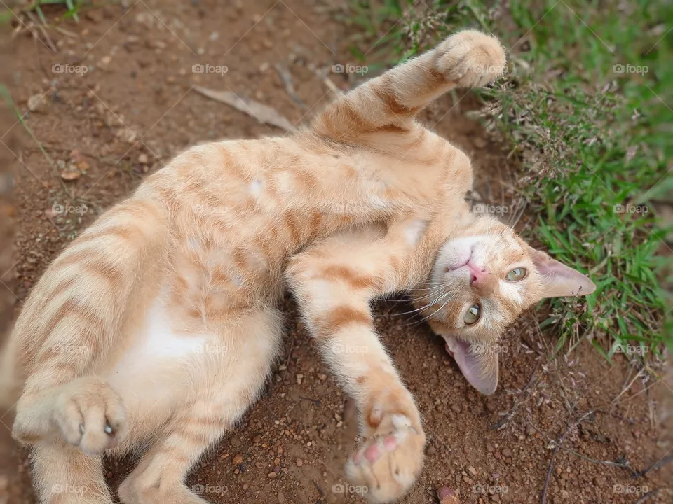 cat
