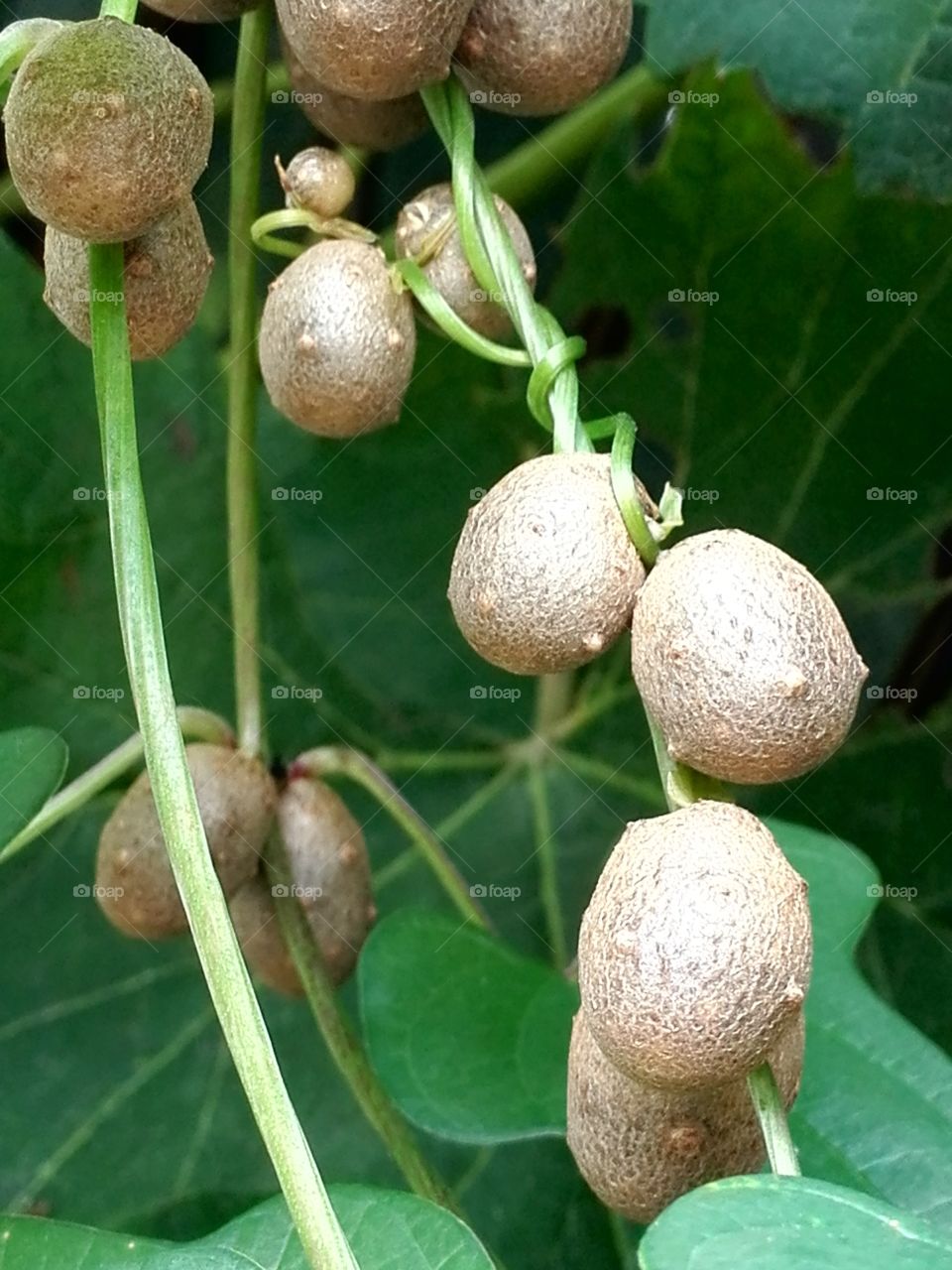 Potato tree ? - yam propagules