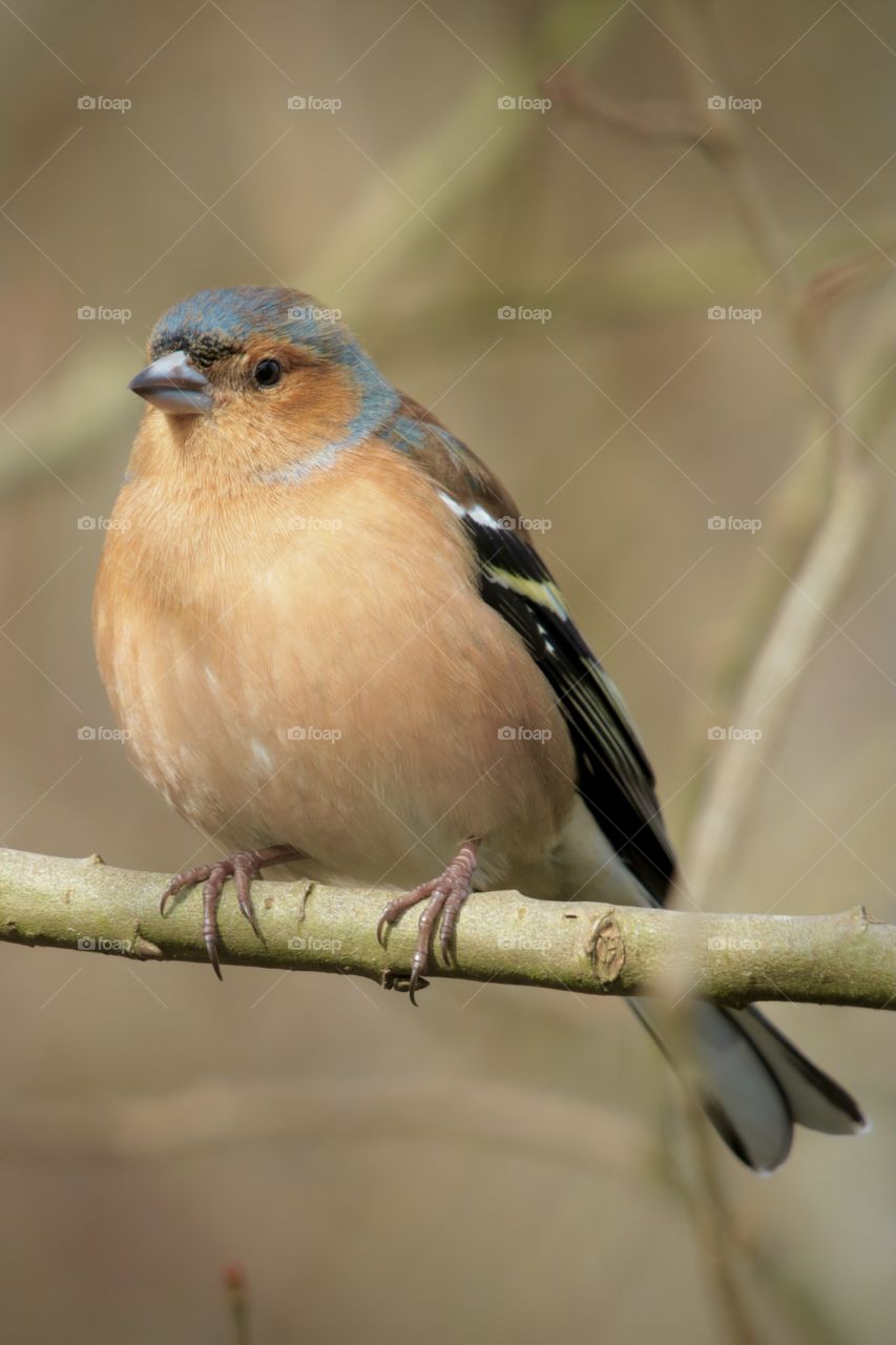 Chaffinch 