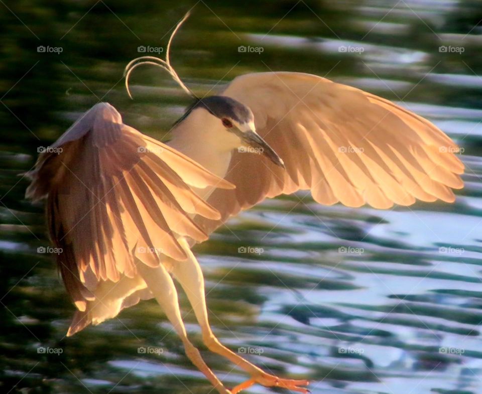 Black-crowned Night Heron Landing on Rock