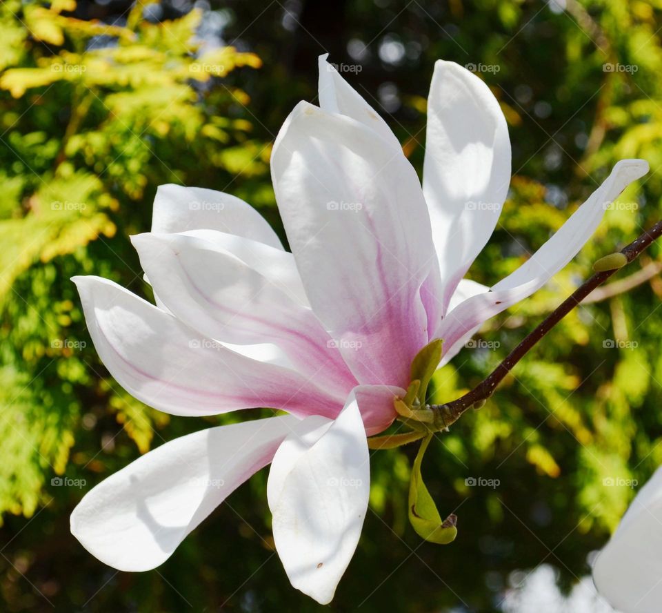 Magnolia tree blossom