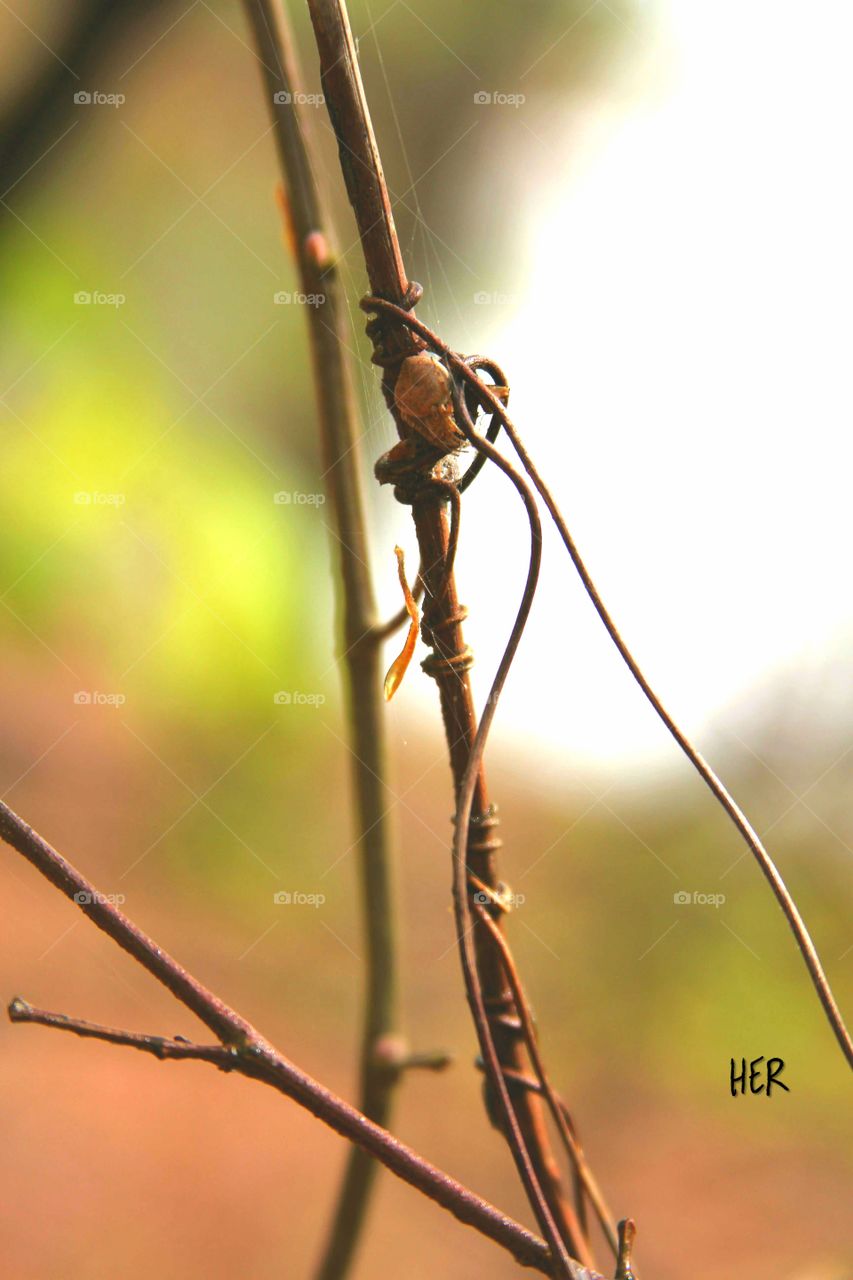 entwined.  vine wrapped around branch