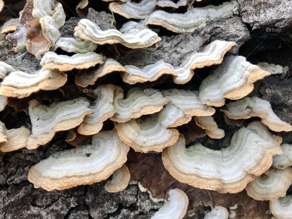 Beautiful Turkey Tail mushrooms growing on a log. Hiking Southern California’s trails with its huge variety of amazing flora. 