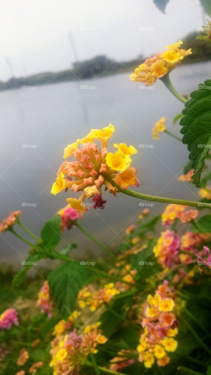 Springtime on the Gulf of Mexico
