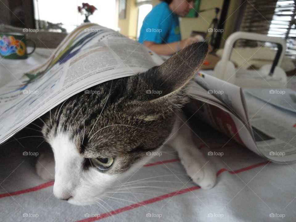 Cat under newspaper