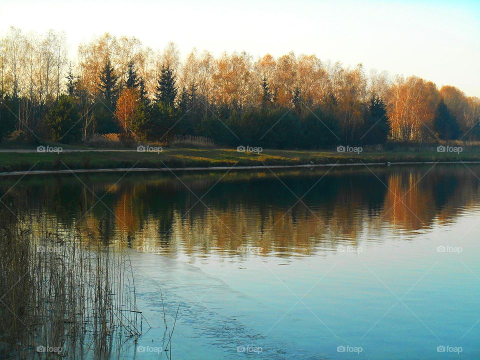 Trees reflected in lake