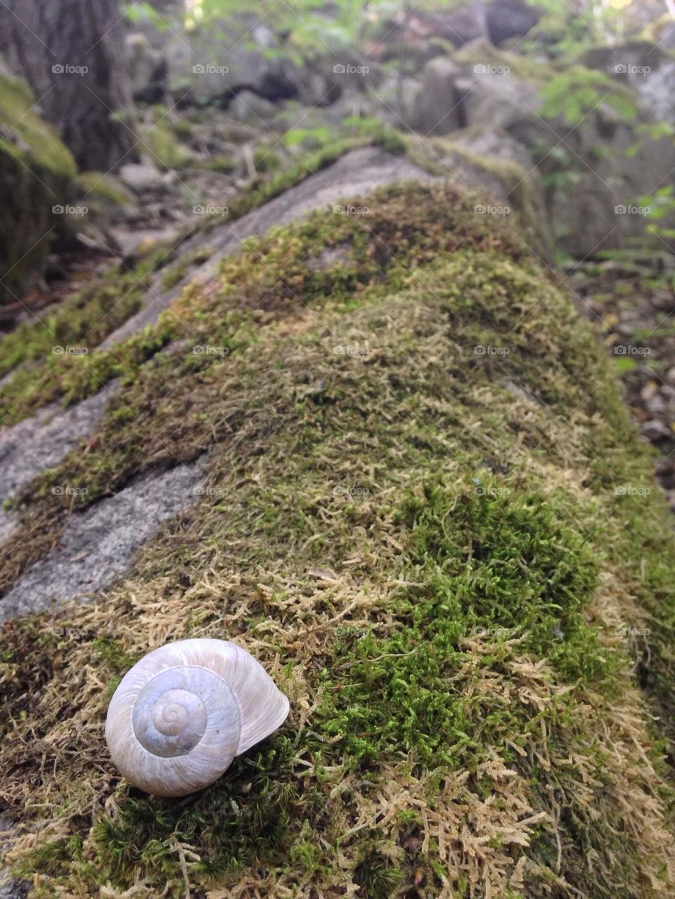 Snail in the woods