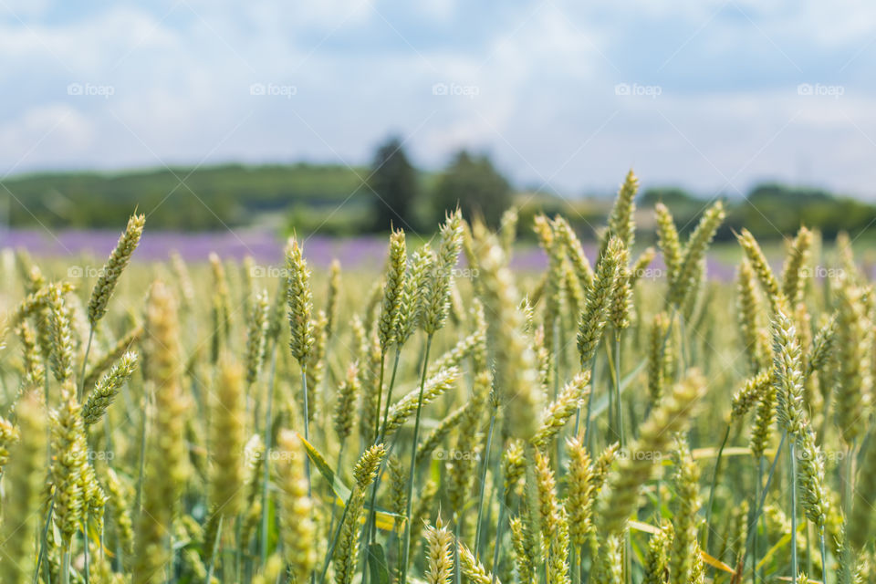 a field full of green wheat