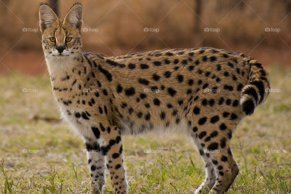 Servet cat stopped and looked at the camera