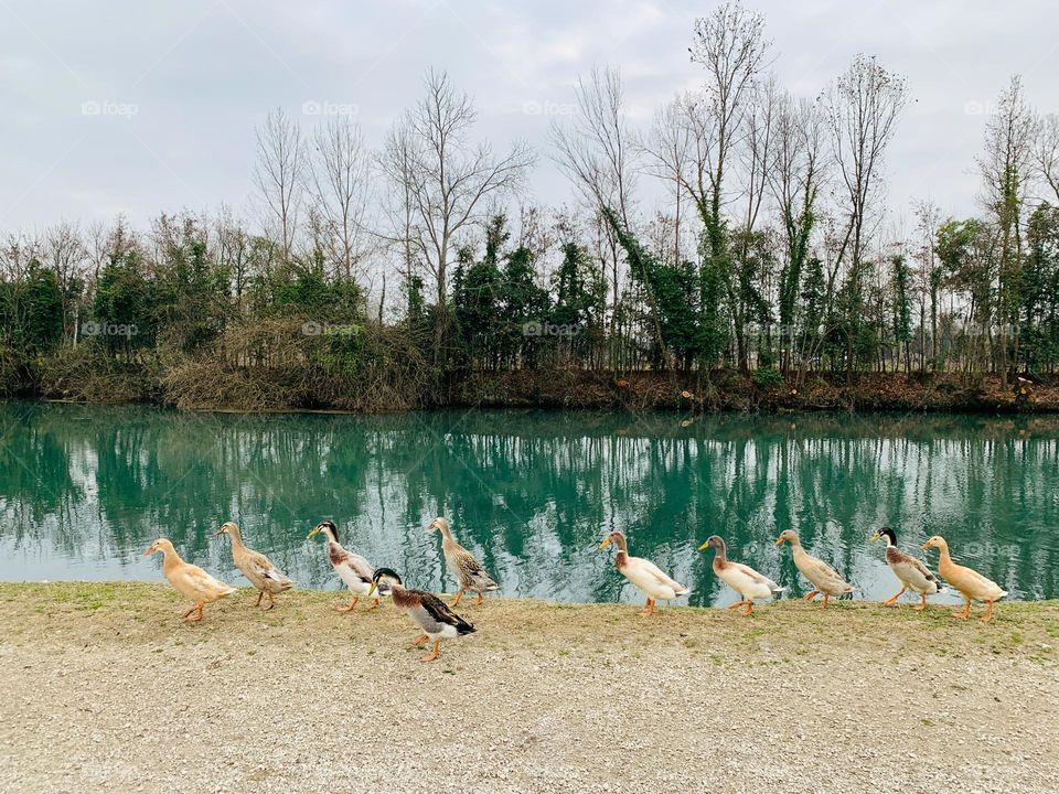 ducks lined up along the bank of the Sile river