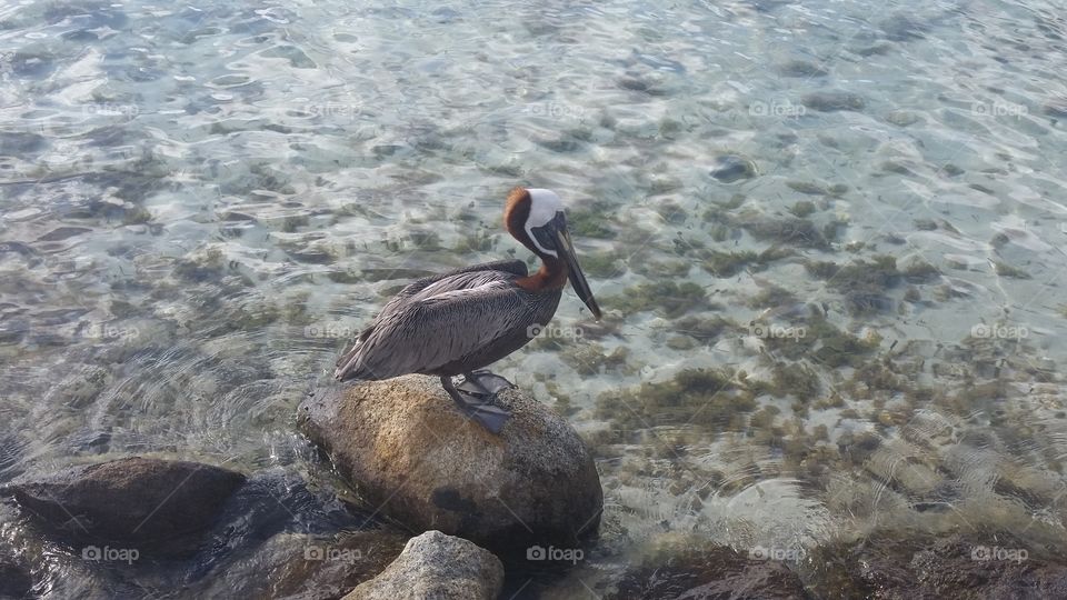Pelican in Aruba . Pelican seen on Iguana Beach Aruba