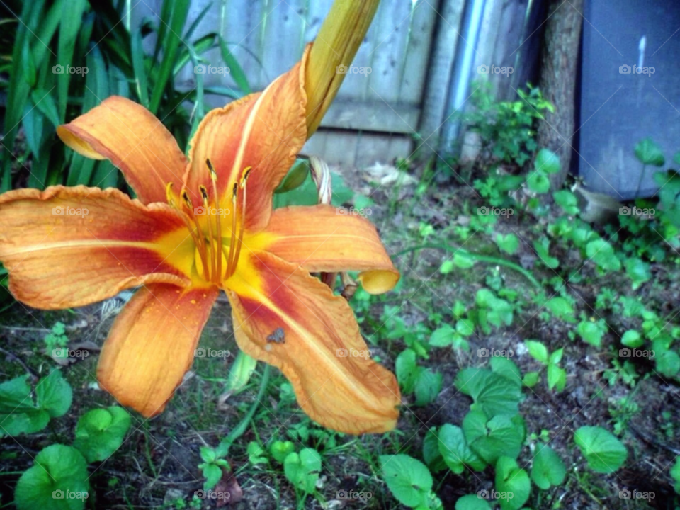 Tiger lily