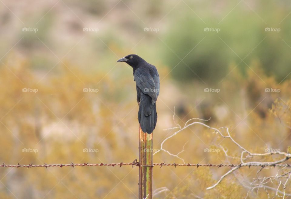 black male great-tailed grackle on the fence