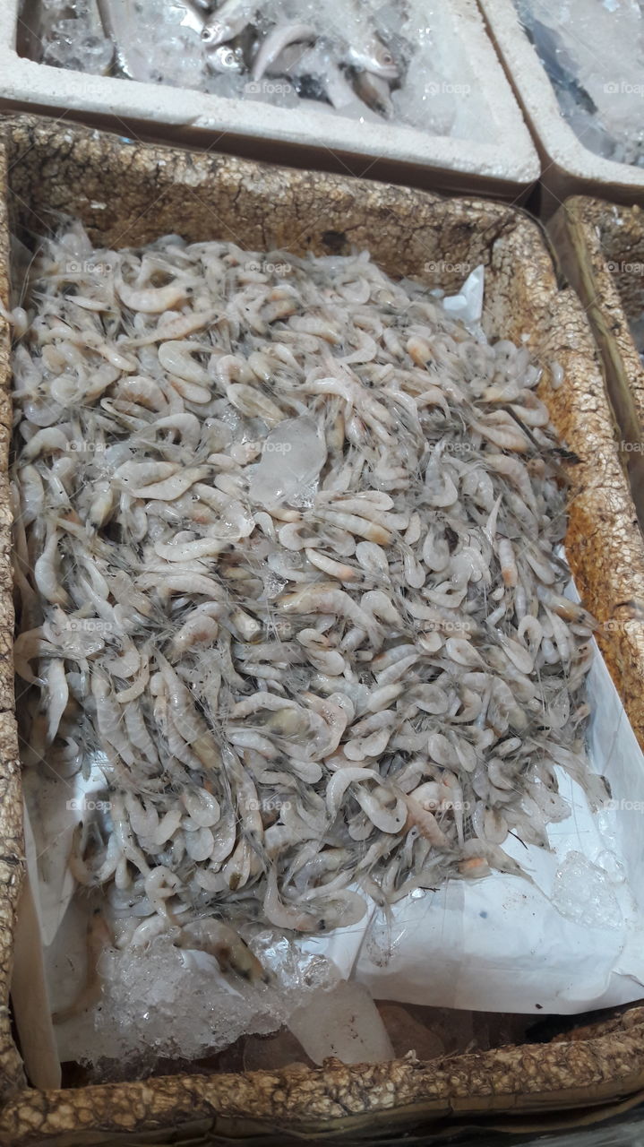 Fish in fish market ready to be sold