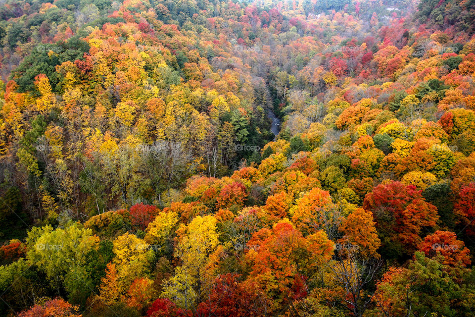 Canadian autumn