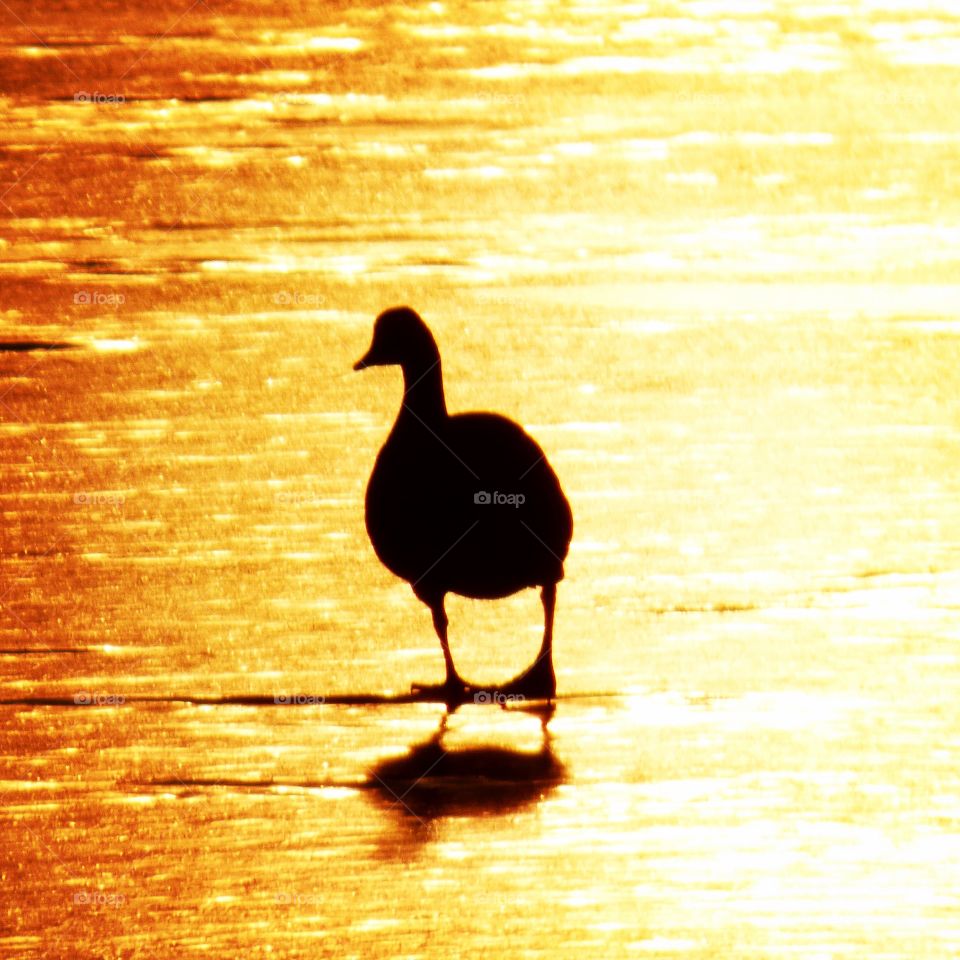 Sunset ducky 