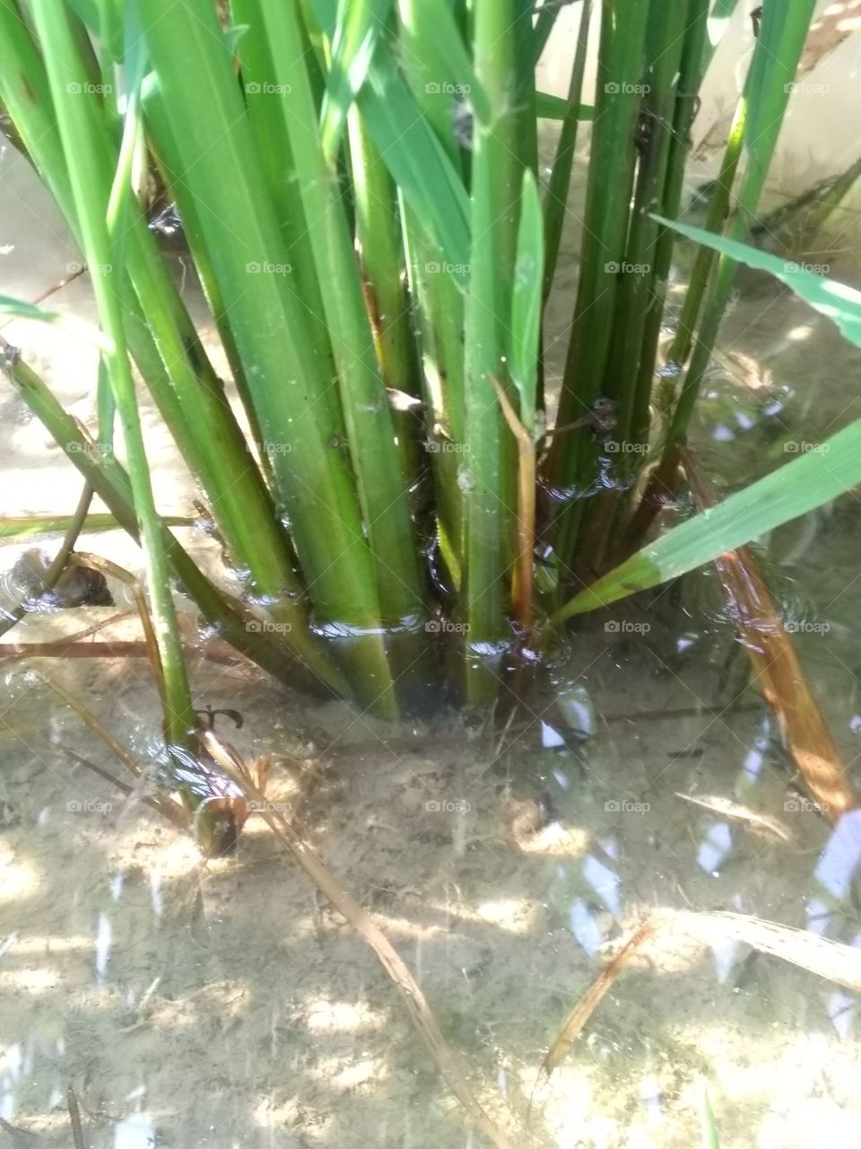 paddy growth...water management