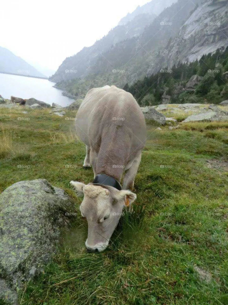 cow eating