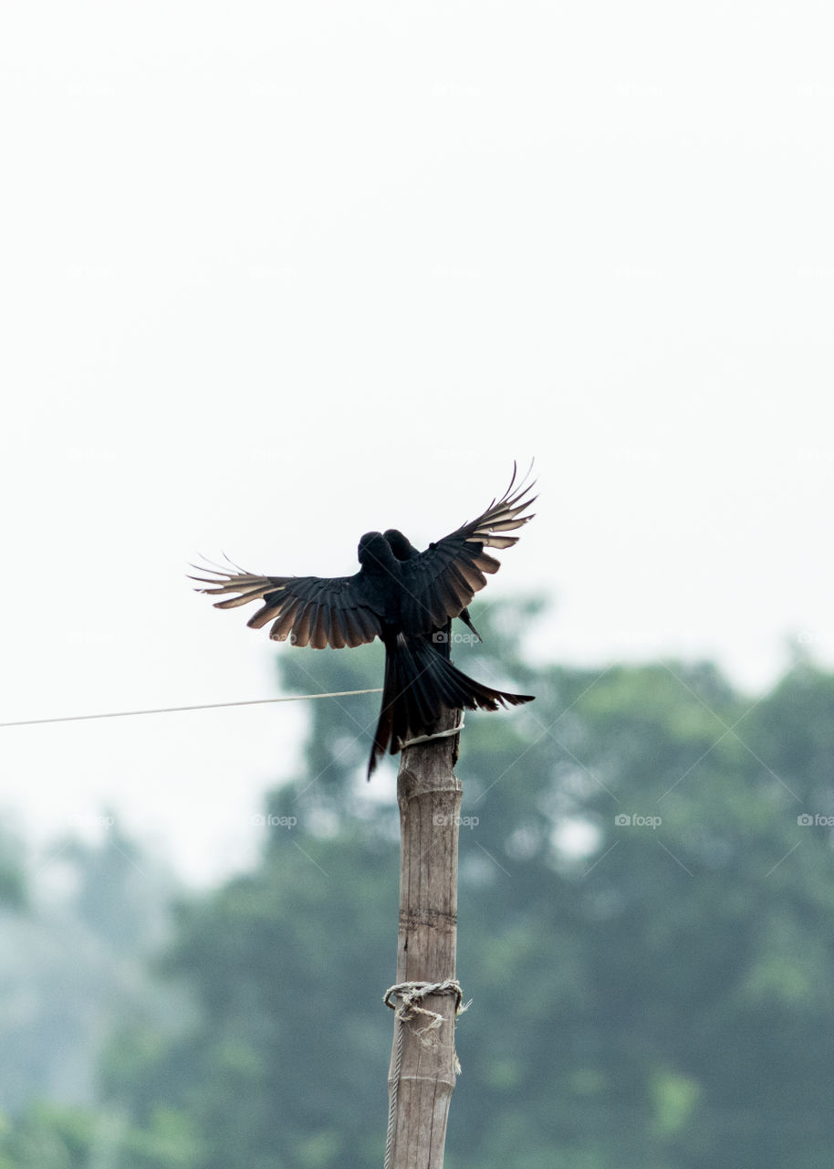 Black Drongo is posing like titanic with its partner