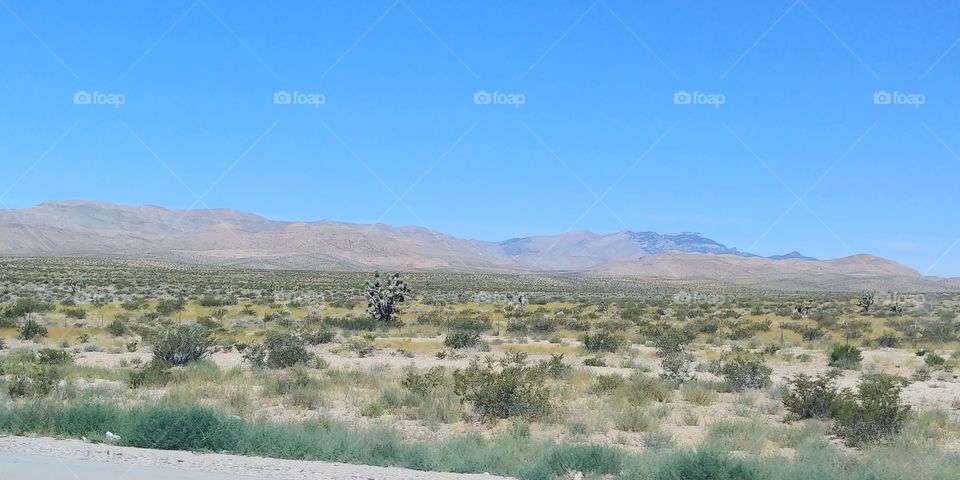 desert land