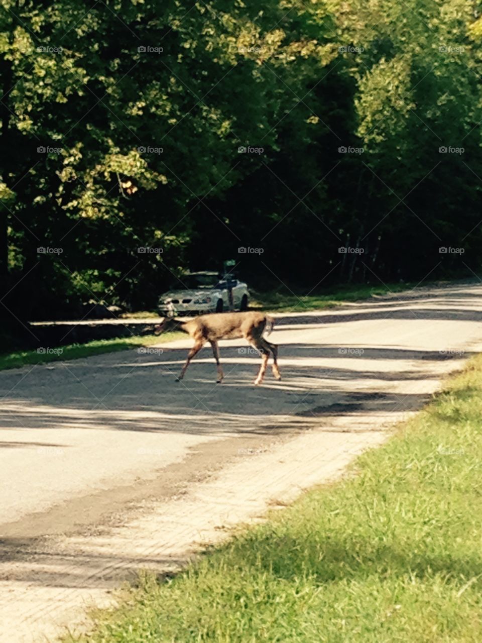 Deer crossing 