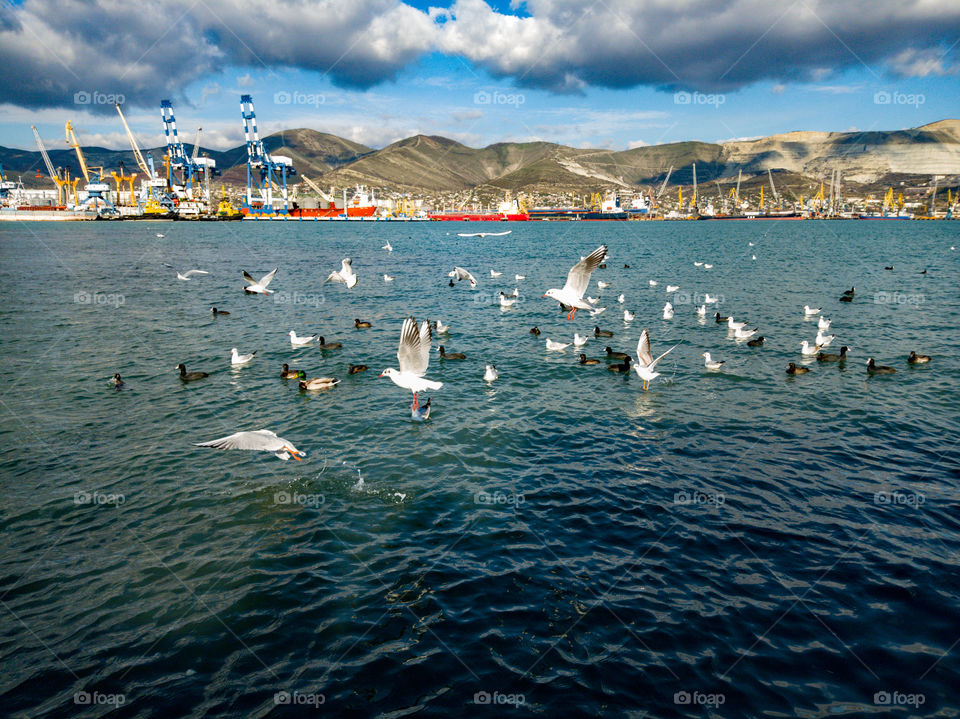 Sea. Gulls hovering over the water. Swimming birds. Mountain range. Industrial port in the background.