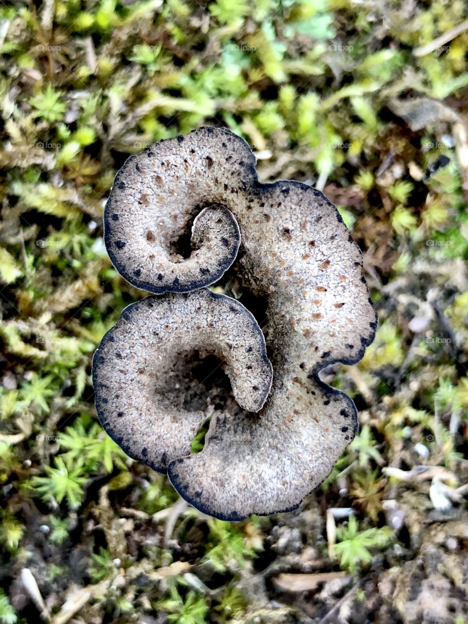 Closeup black trumpet mushroom in moss