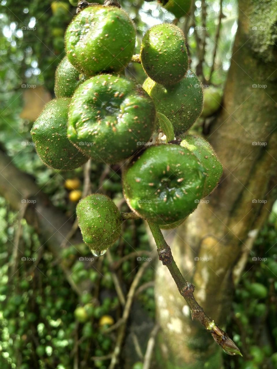 A beautiful green fruits that I found in a forest tree.  photo taken close up.