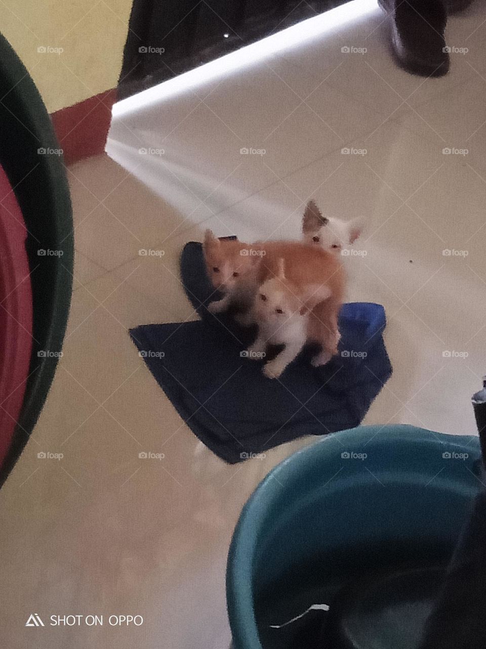 Fear is an unpleasant emotion caused by the belief that someone or something is dangerous, likely to cause pain, or a threat.
Juvenile cat is dependent to thier mother.