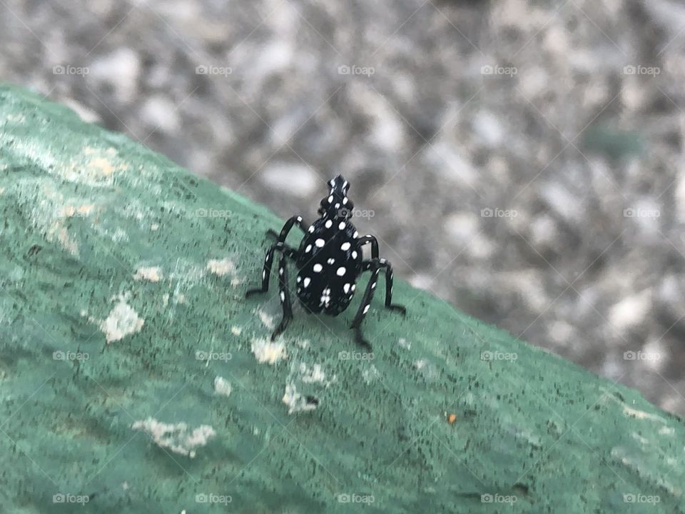 Spotted Lanternfly