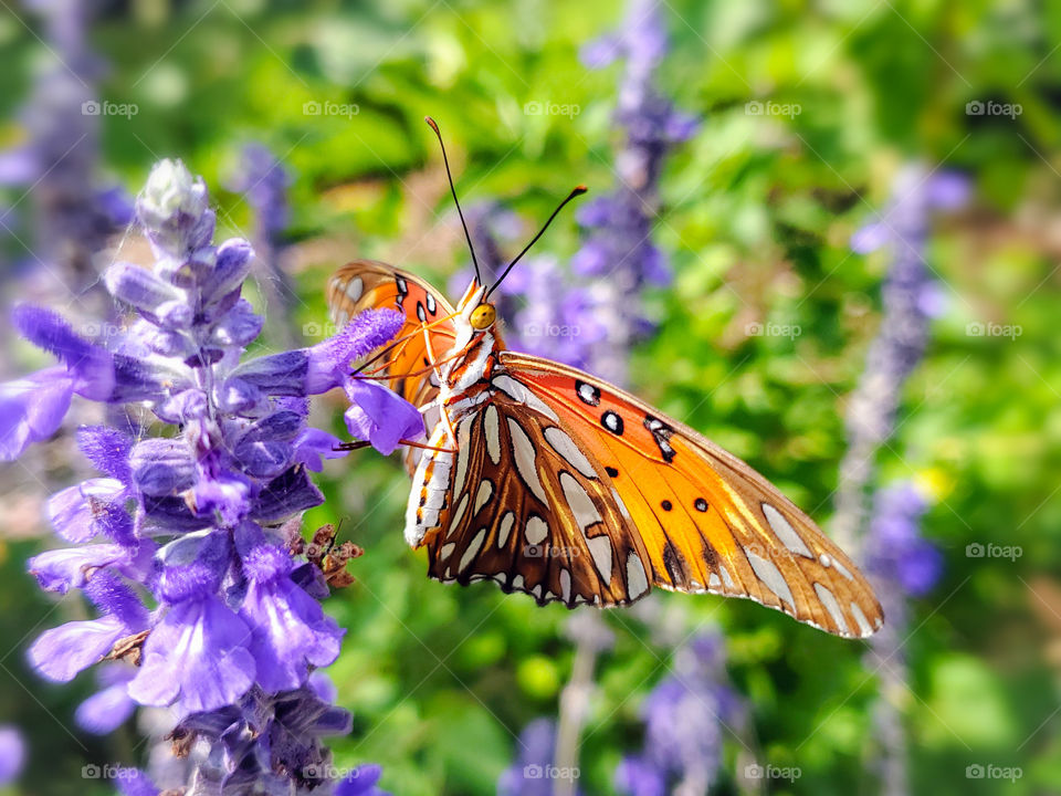 Orange butterfly on a purple mystic spires flower with purple mystic spires flowers in the background.