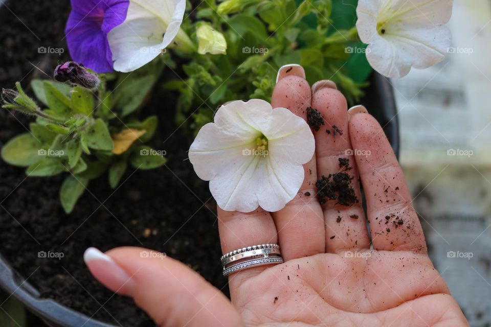 Planting plant