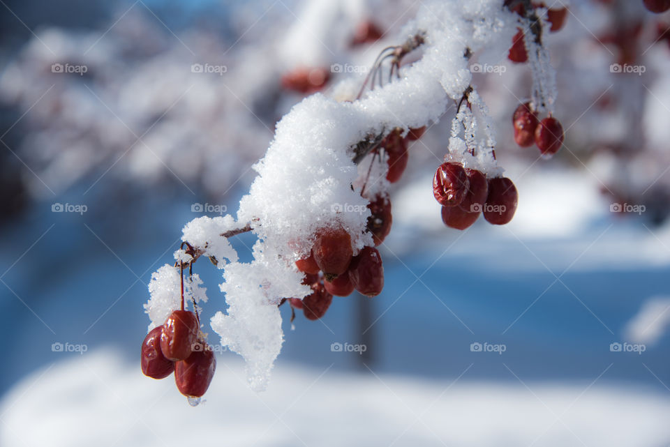 Frozen berries under the melting snow 