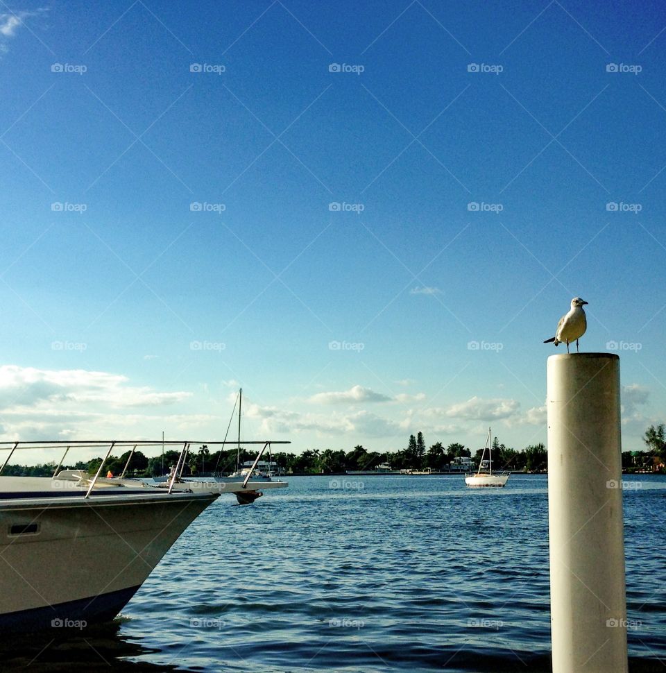 Waters . Boat and seagull standing 
